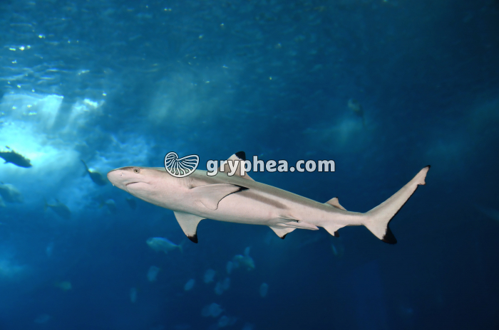 Requin à aileron noir (Carcharhinus melanopterus) - gryphea.com